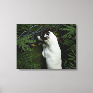 Capo von Oppenheim, Jack Russell Terrier Dog Canvas Print