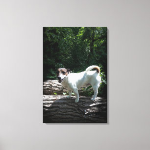 Capo von Oppenheim, Jack Russell Terrier, Dog Canvas Print