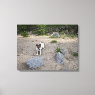 Capo von Oppenheim, Jack Russell Terrier, Dog Canvas Print