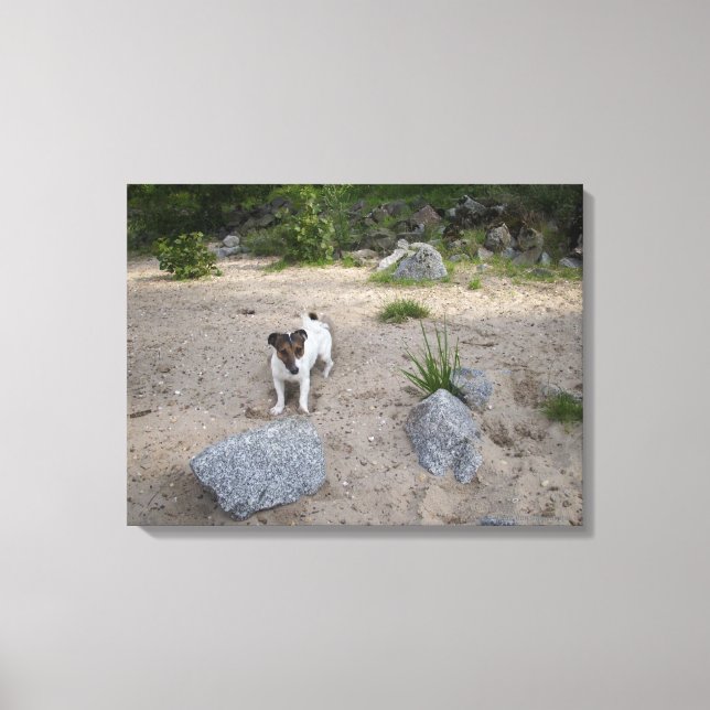 Capo von Oppenheim, Jack Russell Terrier, Dog Canvas Print (Front)