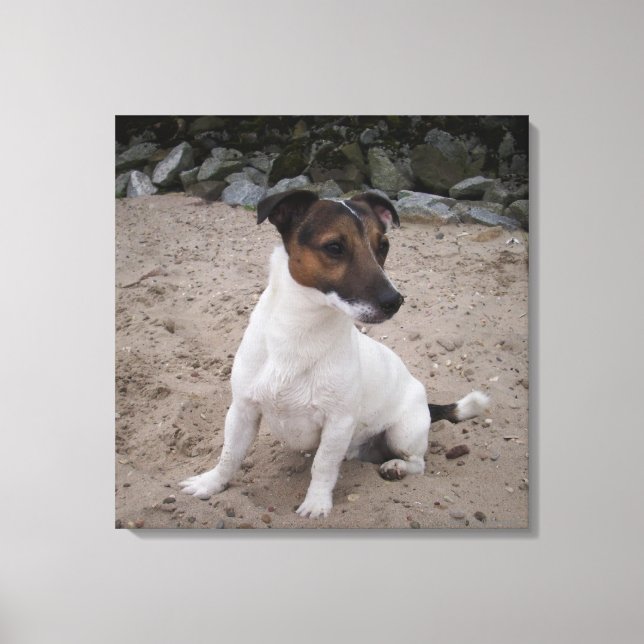 Capo von Oppenheim, Jack Russell Terrier, Dog Canvas Print (Front)