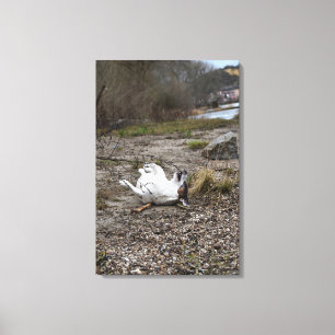 Capo von Oppenheim, Jack Russell Terrier, Dog Canvas Print