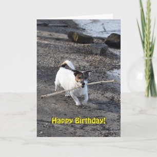 Capo von Oppenheim Jack Russell Terrier, Dog Card