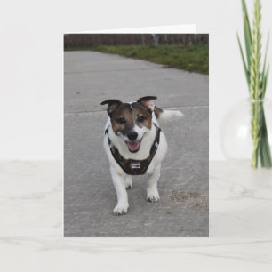 Capo von Oppenheim Jack Russell Terrier, Dog Card
