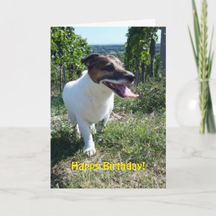 Capo von Oppenheim Jack Russell Terrier, Dog Card