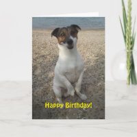 Capo von Oppenheim Jack Russell Terrier, Dog