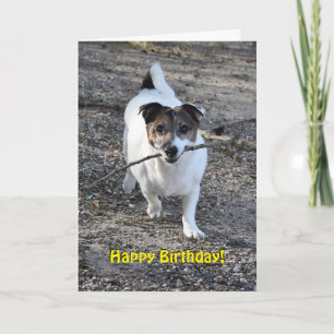 Capo von Oppenheim Jack Russell Terrier, Dog Card