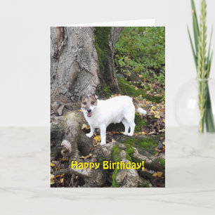 Capo von Oppenheim Jack Russell Terrier, Dog Card