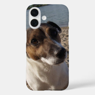 Capo von Oppenheim Jack Russell Terrier, Dog iPhone 16 Case