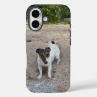 Capo von Oppenheim Jack Russell Terrier, Dog