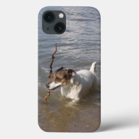 Capo von Oppenheim Jack Russell Terrier, Dog