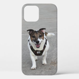 Capo von Oppenheim, Jack Russell Terrier Dog iPhone 12 Case