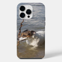 Capo von Oppenheim Jack Russell Terrier, Dog