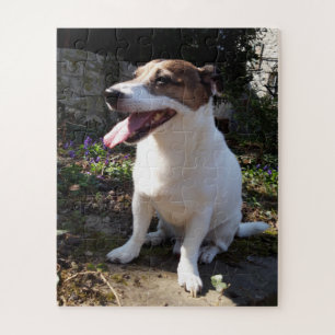 Capo von Oppenheim Jack Russell Terrier, Dog Jigsaw Puzzle
