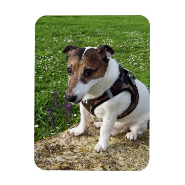 Capo von Oppenheim, Jack Russell Terrier Dog Magne Magnet (Vertical)