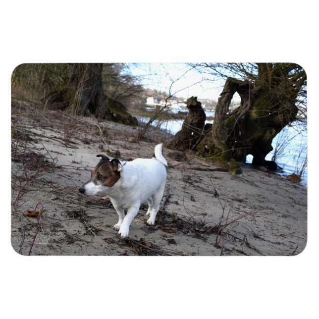 Capo von Oppenheim, Jack Russell Terrier Dog Magne Magnet (Horizontal)