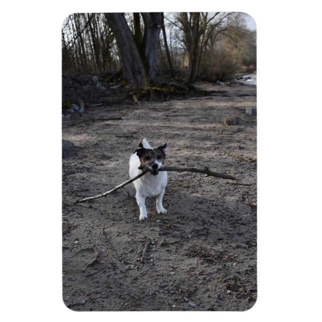 Capo von Oppenheim, Jack Russell Terrier Dog Magnet (Vertical)