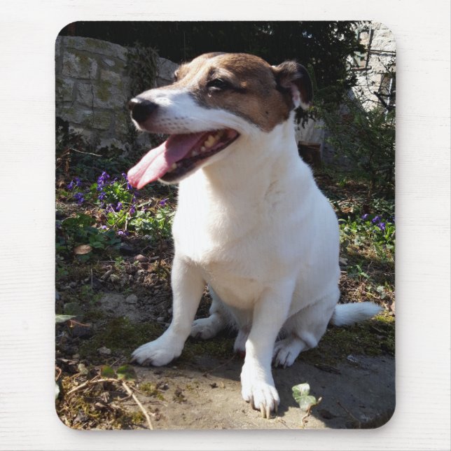 Capo von Oppenheim Jack Russell Terrier, Dog Mouse Pad (Front)