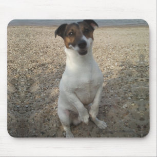 Capo von Oppenheim Jack Russell Terrier, Dog Mouse Pad