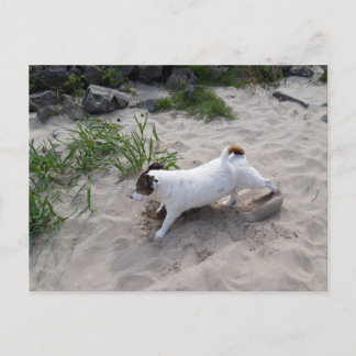 Capo von Oppenheim, Jack Russell Terrier Dog Postcard