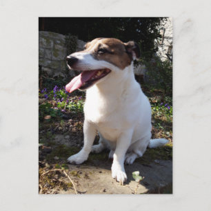 Capo von Oppenheim, Jack Russell Terrier Dog Postcard