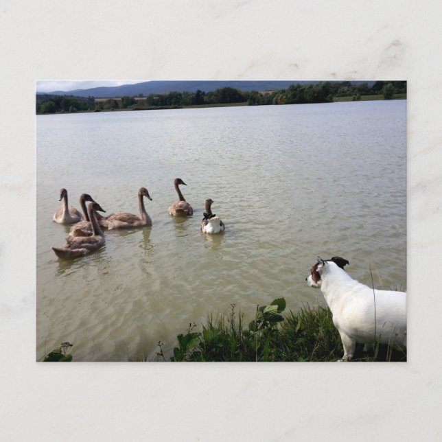 Capo von Oppenheim, Jack Russell Terrier Dog Postcard (Front)