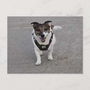 Capo von Oppenheim, Jack Russell Terrier Dog Postcard