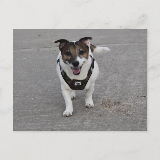 Capo von Oppenheim, Jack Russell Terrier Dog Postcard (Front)