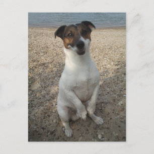 Capo von Oppenheim, Jack Russell Terrier Dog Postcard