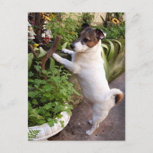 Capo von Oppenheim, Jack Russell Terrier Dog Postcard