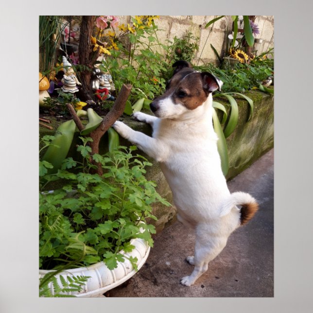 Capo von Oppenheim, Jack Russell Terrier Dog Poste Poster (Front)