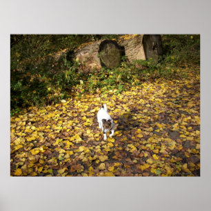 Capo von Oppenheim, Jack Russell Terrier dog Poster
