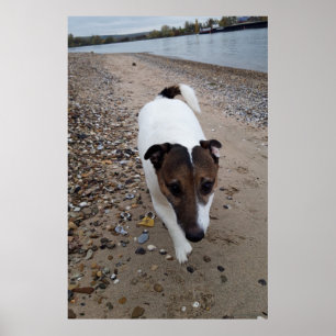 Capo von Oppenheim, Jack Russell Terrier dog Poster