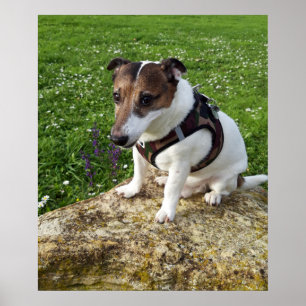 Capo von Oppenheim, Jack Russell Terrier Dog Poster