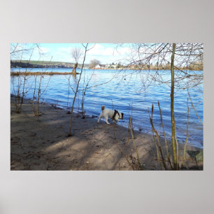 Capo von Oppenheim, Jack Russell Terrier Dog Poster