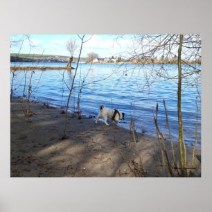 Capo von Oppenheim, Jack Russell Terrier Dog Poster