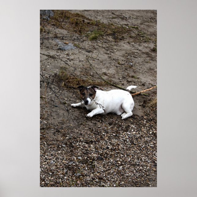 Capo von Oppenheim, Jack Russell Terrier dog Poster (Front)