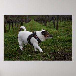 Capo von Oppenheim, Jack Russell Terrier dog Poster