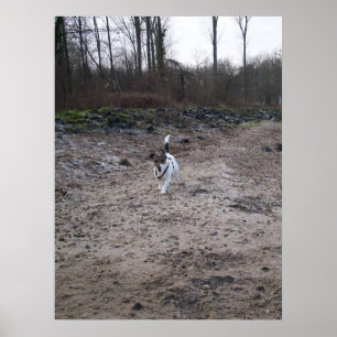 Capo von Oppenheim, Jack Russell Terrier dog Poster