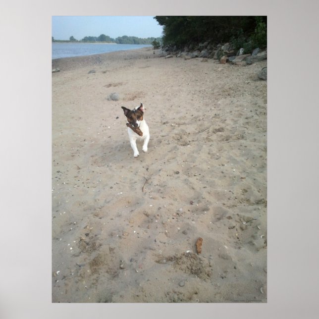 Capo von Oppenheim, Jack Russell Terrier dog Poster (Front)