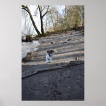 Capo von Oppenheim, Jack Russell Terrier dog
