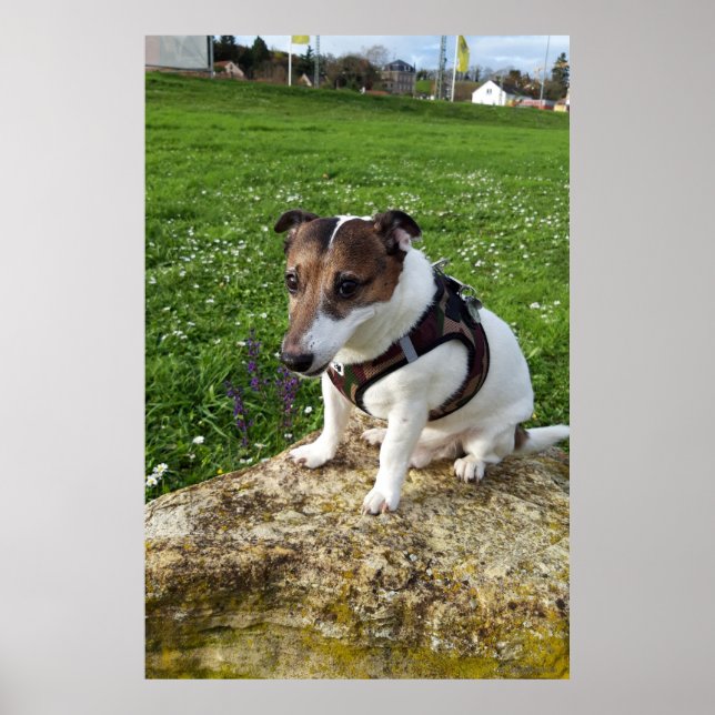 Capo von Oppenheim, Jack Russell Terrier dog Poster (Front)