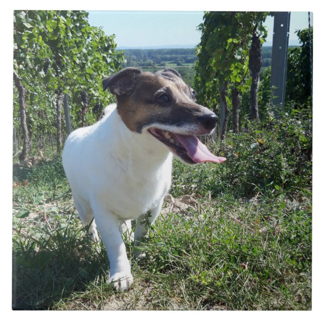 Capo von Oppenheim Jack Russell Terrier, Dog Tile (Front)