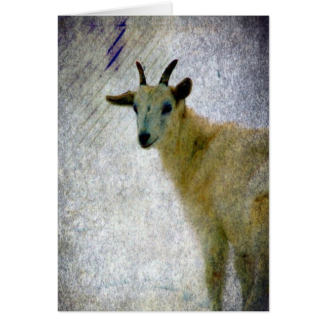 Caprine (Devant)