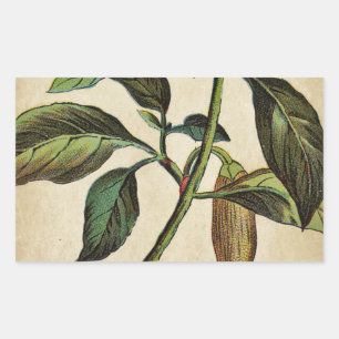 Capsicum Annuum Bell Pepper Sticker