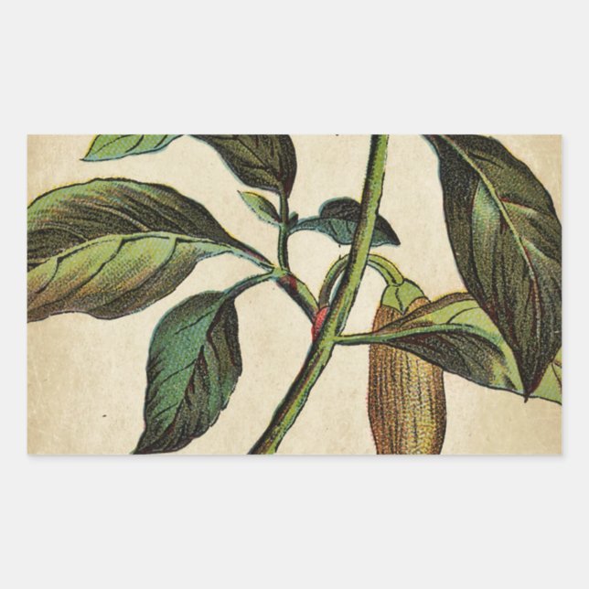 Capsicum Annuum Bell Pepper Sticker (Front)
