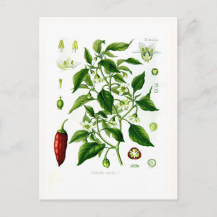 Capsicum annuum (cayenne pepper) postcard