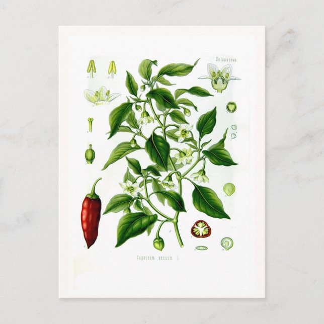 Capsicum annuum (cayenne pepper) postcard (Front)