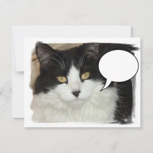 Captioned Cat