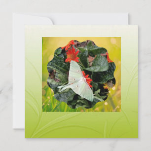 Captivating Luna Moth      Flat Card